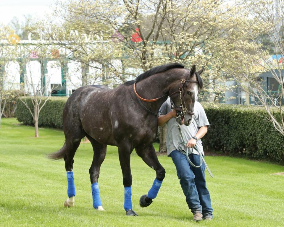 Reincarnate goes through paddock schooling at Oaklawn Park on March 30 prior to the Arkansas Derby.