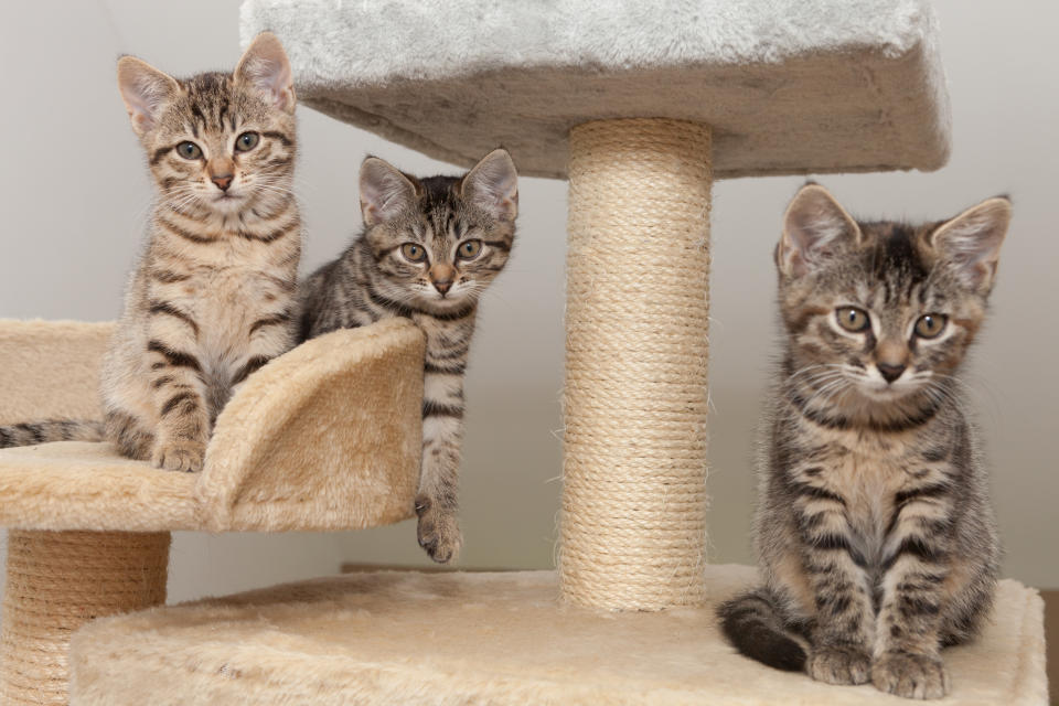 Hier gibt es viel zu entdecken und auch erhöhte Sitz- und Liegeflächen werden gerne angenommen, da Katzen es lieben, von oben das Geschehen im Blick zu haben. (Bild: Getty Images)