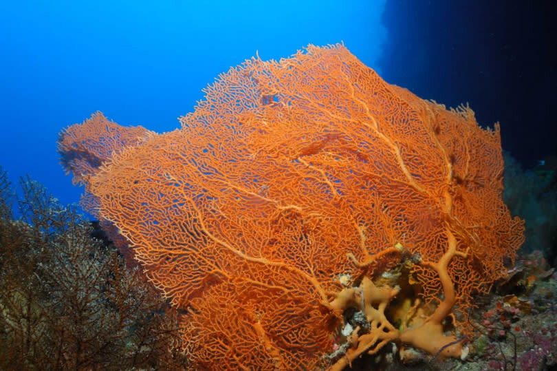 帛琉海域有豐富的海洋珊瑚生態。