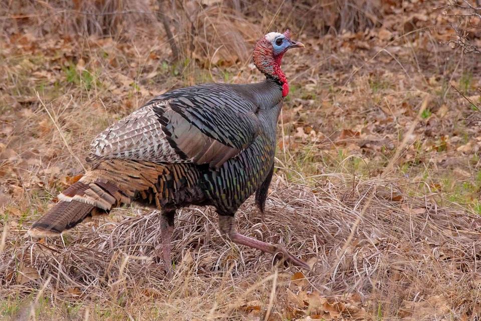 A wild turkey.