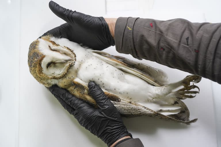 A diferenciar de embalsamar, la taxidermia tiene como objetivo guardar la piel del ejemplar y garantizar que esa conservación sea por el mayor tiempo posible y de la mejor manera