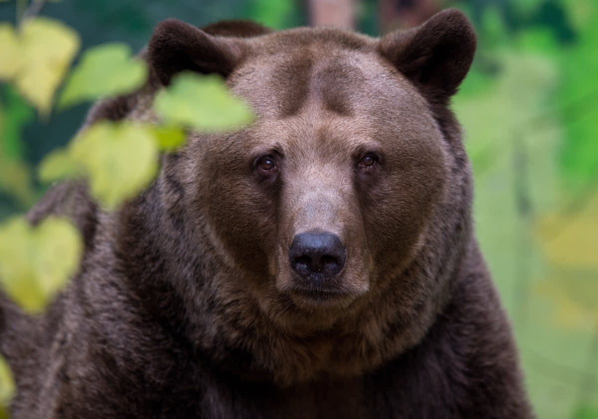 Slovakia’s brown bear population has grown since environmental measures were introduced in the late 1980s  (Getty )