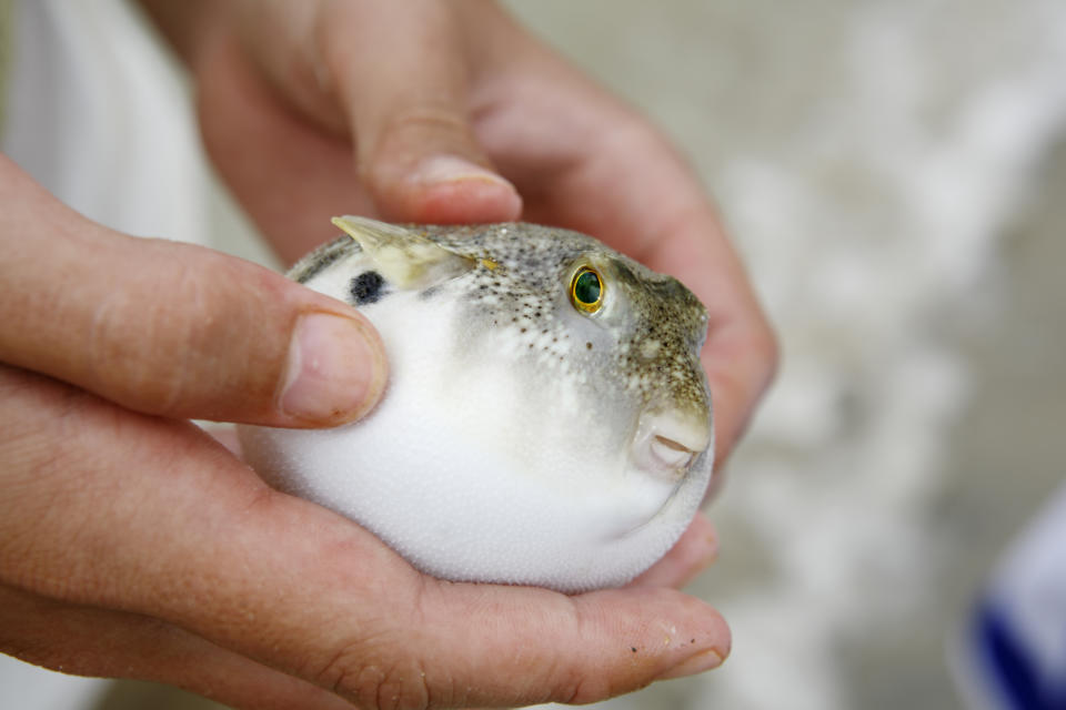 A hand holds a living puffer fish. This little guy is inflated trying to make more than a mouth full.  Love the green eyes.  Caught in Topsail N.C.