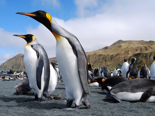 King penguins crowd Macquarie Island, which is halfway between Australia and Antarctica and home to thousands of migratory seabirds and elephant seals. The oceanic island is the exposed part of the undersea Macquarie Ridge, which is formed by the meeting of two tectonic plates.