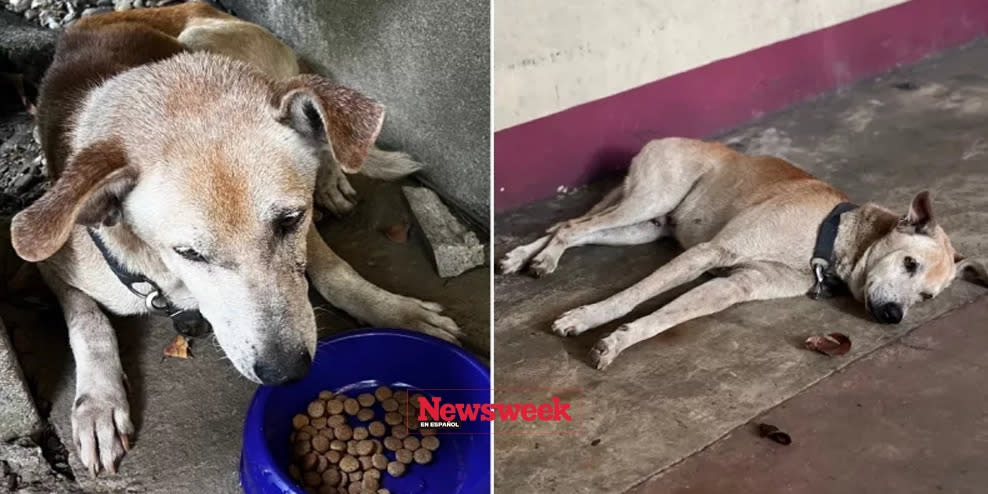 Perro leal espera más de un año fuera del hospital donde murió su amo