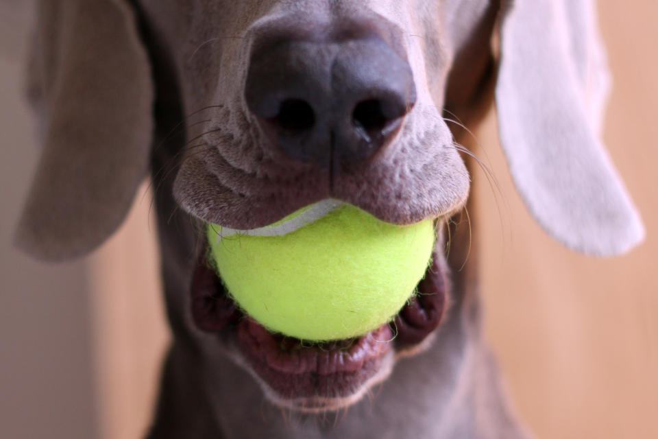 Auf Dauer können die Chemikalien, die in Tennisbällen enthalten sind, ungeahnte Auswirkungen auf die Hundegesundheit haben. (Bild: Getty Images)