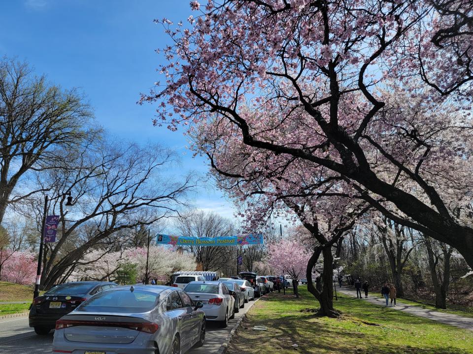 A dozen cars extend down a curving road next to cherry blossom trees. A blue banner spans the road and reads "Cherry Blossom Festival."