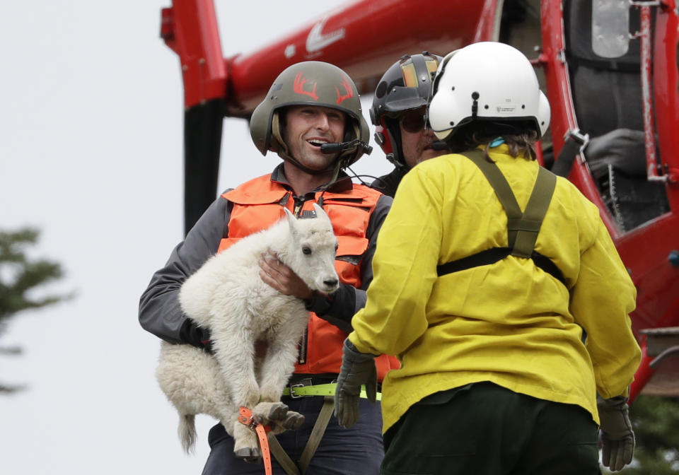 Derrick Halsey, a wildlife capture specialist known as a "mugger," hands off a kid mountain goat to Olympic National Park Wildlife Branch Chief Patti Happe Tuesday, July 9, 2019, after airlifting the goat and two others to Hurricane Ridge in the park near Port Angeles, Wash. For the second straight summer, mountain goats are flying in Olympic National Park. Officials this week began rounding up the sure-footed but nonnative mammals from remote, rugged parts of the park so they can be relocated into the Cascade Mountains, where they do belong. (AP Photo/Elaine Thompson)