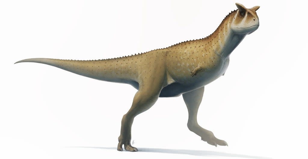 Newly discovered dinosaur may have looked like the horned abelisaurid dinosaur Carnotaurus sastrei illustrated here (Fred Wierum; CC BY 4.0 via Wikimedia Commons)