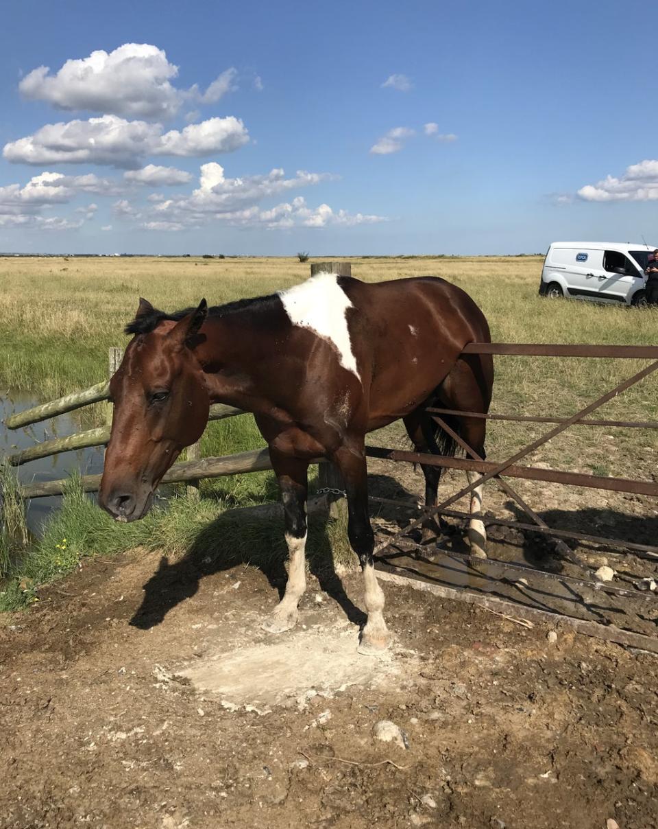 A stallion in Rochester, Kent, had to be rescued after he got stuck halfway on a gate in an attempt to visit his female neighbours (PA)