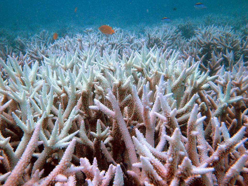 FILE - In this Jan. 23, 2006 file photo provided by Centre of Marine Studies, The University of Queensland, fish swim amongst bleached coral near the Keppel Islands in the Great Barrier Reef, Australia. Ocean acidification has emerged as one of the biggest threats to coral reefs across the world, acting as the "osteoporosis of the sea" and threatening everything from food security to tourism to livelihoods, the head of a U.S. scientific agency said Monday, July 9, 2012. (AP Photo/Centre for Marine Studies, The University of Queensland, Ove Hoegh-Guldberg, File)