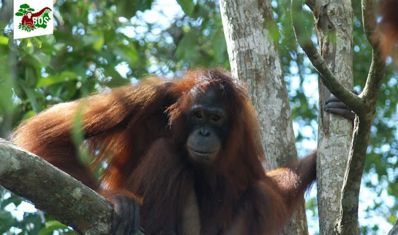 波妮在被救援17年後，至今仍然難以回復野外生活，但健康狀況佳。（圖／翻攝自Borneo Orangutan Survival Foundation）