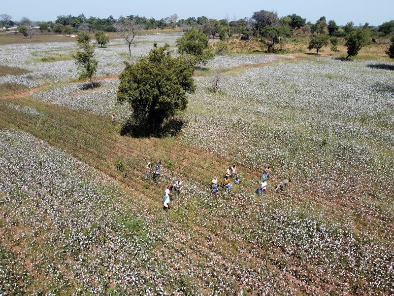 Farmers work at a cotton farm in Korhogo