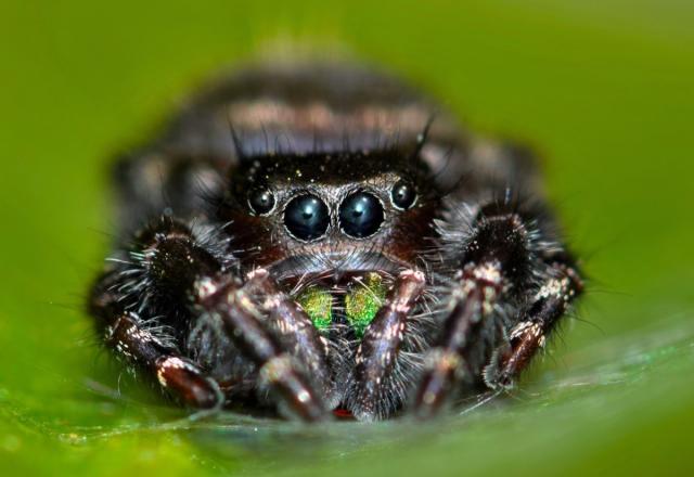 Pouring Down Arachnids: Australia's Nasty 'Spider Rain' Explained