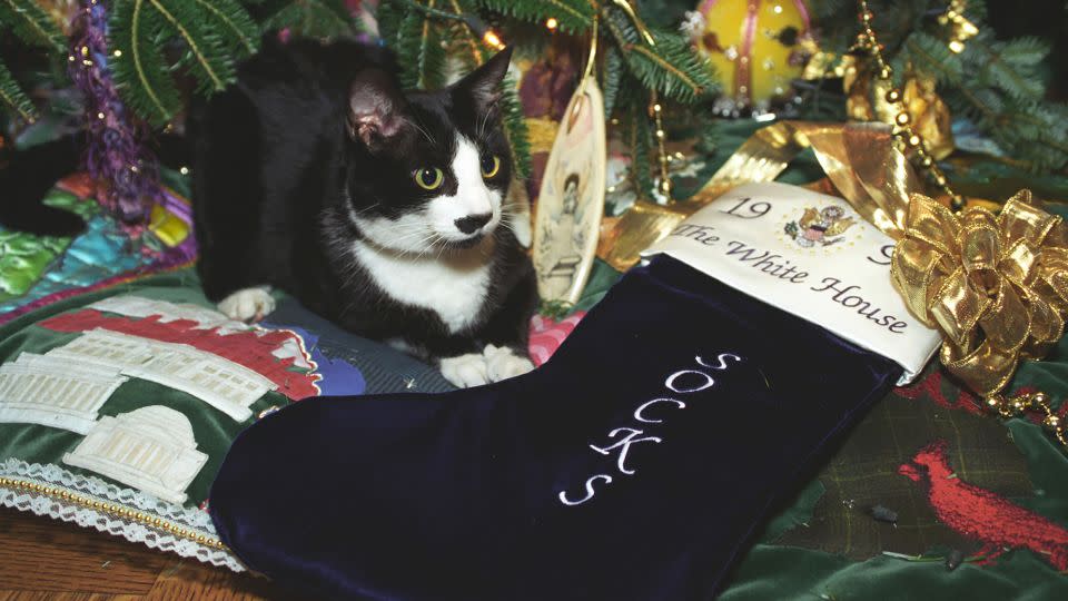 <strong>1993: </strong>Socks the Cat, the Clintons' first pet, with his Christmas stocking. - Smith Collection/Gado/Getty Images