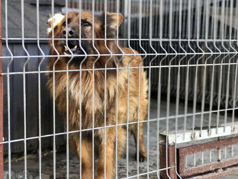 A retired police dog is seen at the private "Veterans' Corner" shelter in Gierlatowo, in Poland, on Wednesday, March 10, 2021. When they age, the dogs and horses that serve in Poland's police, Border Guard and other services cannot always count on a rewarding existence. Responding to calls from concerned servicemen, the Interior Ministry has proposed a bill that would give the animals an official status and retirement pension, hoping this gesture of “ethical obligation” will win unanimous backing. (AP Photo/Rafal Niedzielski)