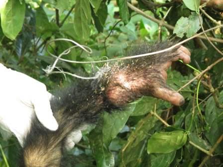 A juvenile chimpanzee swings between branches. Photo: Maureen McCarthy.