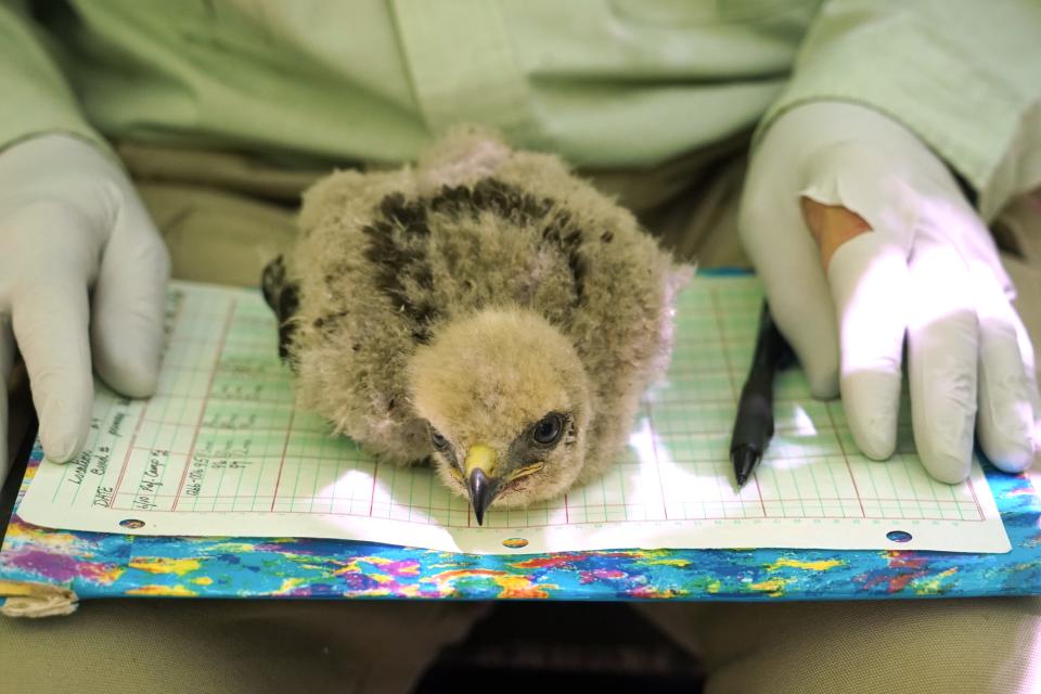 A red-shouldered hawk chick rests on a clipboard held by John Jacobs of Green Bay during a banding session in a forest in Suamico.