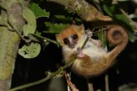 <p>Although the Pygmy marmoset's are the smallest monkey species, the mouse lemur is the <a href="https://www.nationalgeographic.com/animals/mammals/group/mouse-lemurs/" rel="nofollow noopener" target="_blank" data-ylk="slk:smallest primate in the world;elm:context_link;itc:0;sec:content-canvas" class="link ">smallest primate in the world</a>, according to National Geographic. These nocturnal Madagascar residents weigh between 1 and 4 ounces and grow to between 2.25 and 4.75 inches in height. Their tails, however, can be almost that long, growing to about 4.75 inches. </p>
