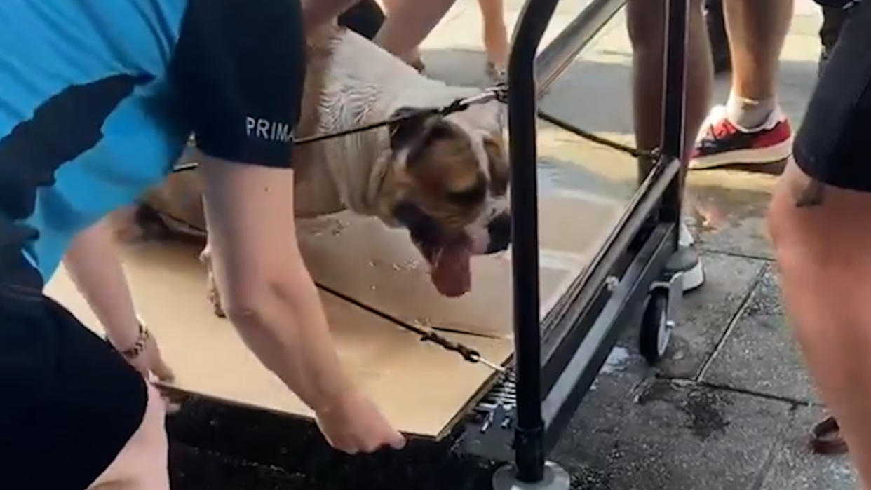 Primark staff helped to save a bulldog struggling in the heat. (SWNS)