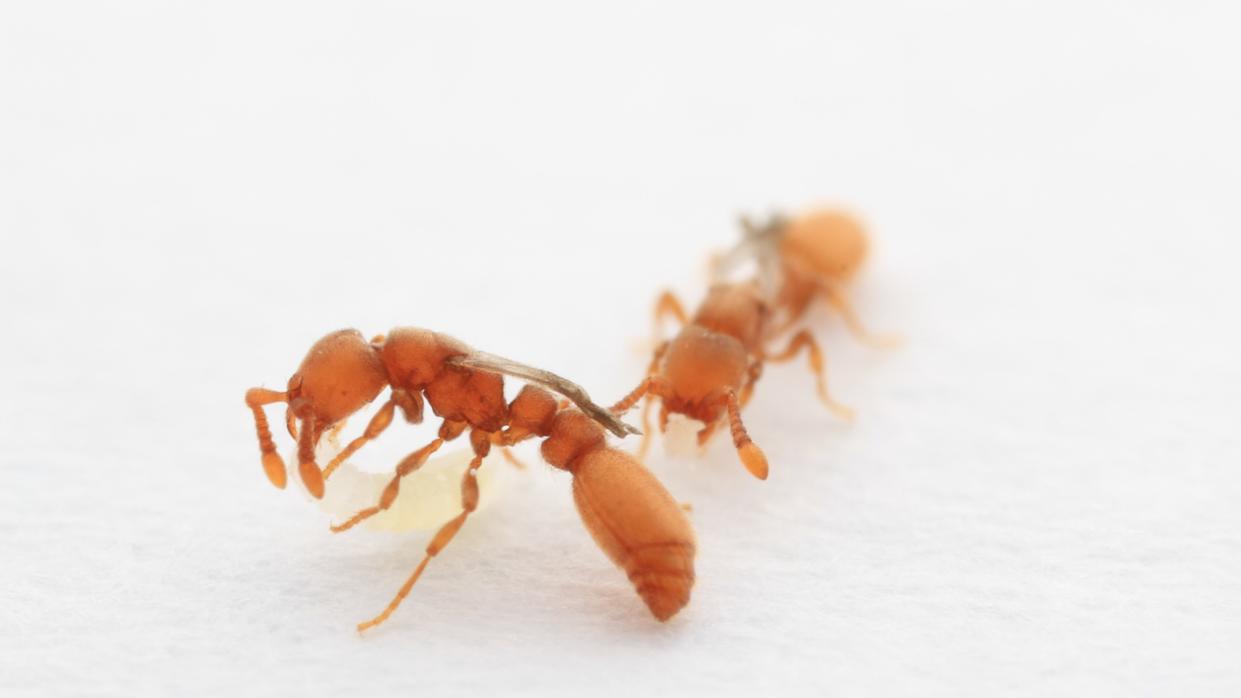  Two winged clonal raider ants stand out against a white background. 