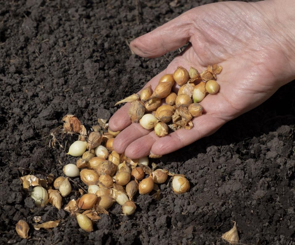 A handful of onion sets falling to the soil