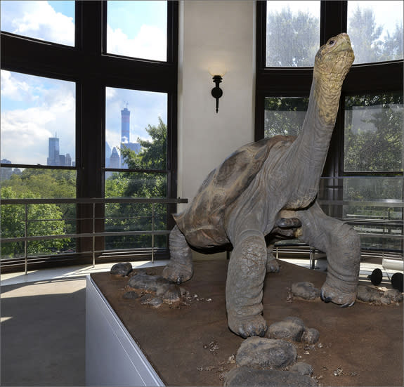 Lonesome George holds his signature long-necked pose at the American Museum of Natural History.