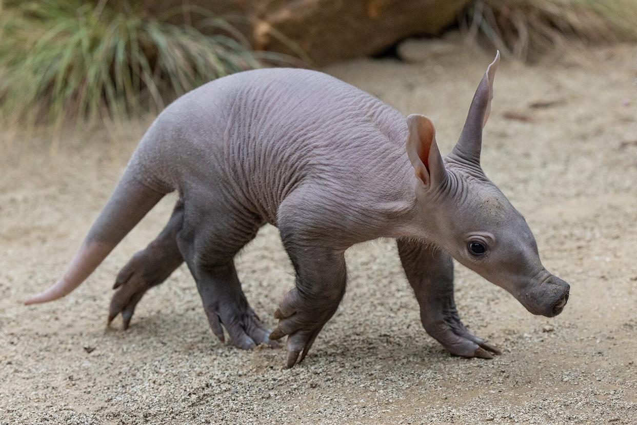 Aardvark Cub is First Born at San Diego Zoo in More Than 35 Years
