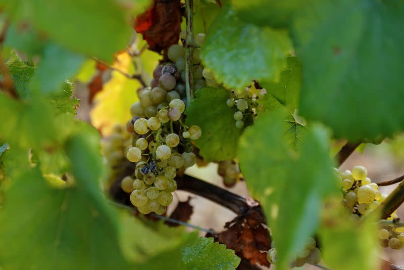 Candles save Grand Cru Chablis as frosts ravage vineyards in Chablis