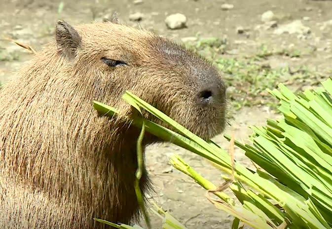 礙於經費、資源，環境考量園方只能將一部分的動物列為明星動物，例：水豚君。（圖／東森新聞）