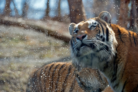 Amur tigers enjoy the water, not a common predilection among cats. These tigers swim and splash in bodies of water, sometimes even crossing the wide Amur River that forms the border between the Russian Far East and northeast China.