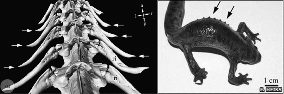 Detalle del torso del gallipato y tomografía de su estructura ósea. (Crédito imagen Egon Heiss/Journal of Zoology).