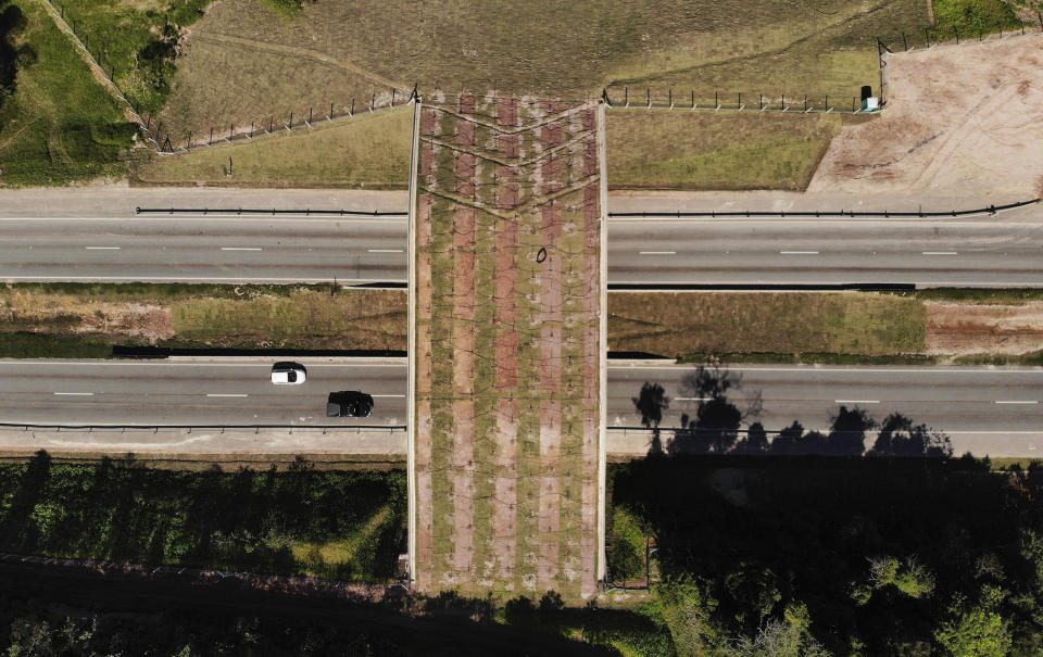 Un puente une partes de la selva sobre una carretera interestatal en la región de Silva Jardim, cerca del litoral atlántico del estado de Río de Janeiro, en Brasil, el jueves 6 de agosto de 2020, y fue construido para que puedan cruzar de un lado hacia otro primates conocidos como tamarinos leones dorados, una especie en peligro. Arriba del puente fueron plantados árboles para favorecer el tránsito de estas criaturas. (AP Foto/Mario Lobao)