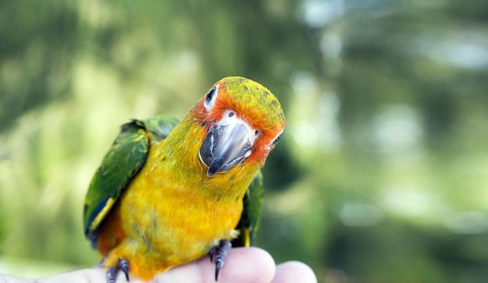 pet bird name ideas cute green bird on finger