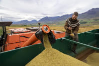 Farmer Hermann Gunnarsson examines his crop as he gathers his largest harvest of barley in thirty years in Eyja Fjord, northern Iceland Saturday, Sept. 18, 2021. Gunnarsson, said warmer temperatures are an opportunity to expand local production. "The climate coin has two sides," he said. "But the politicians who talk the most about climate change are afraid to speak about the benefits, too." Climate change is top of the agenda when voters in Iceland head to the polls for general elections on Saturday, following an exceptionally warm summer and an election campaign defined by a wide-reaching debate on global warming.(AP Photo/Egill Bjarnason)