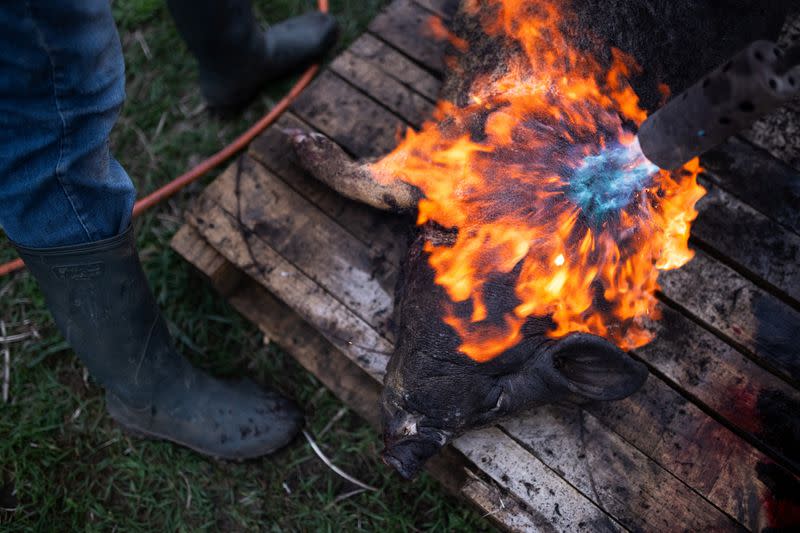 The Wider Image: Sustainable living offers hope for future for Hungarian families