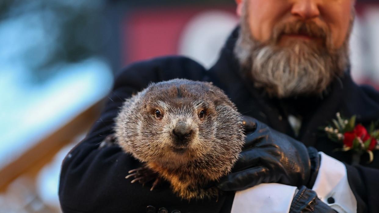 <div>PUNXSUTAWNEY, PA, USA - FEBRUARY 2: Punxsutawney Phil saw his shadow on Tuesday morning 6 more weeks of winter during Groundhog Day celebration at the Gobblers Knob in Punxsutawney, Pennsylvania, United States on February 2, 2022. Punxsutawney Groundhog Club established in 1887 as members believe that groundhogs predict the weather. (Photo by Tayfun Coskun/Anadolu Agency via Getty Images)</div>