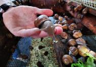 French artisan makes soap with snail slime in northern France