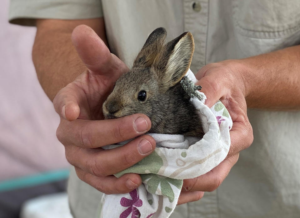 The pygymy rabbit is the smallest rabbit species in North America. / Credit: USFWS/A. LaValle