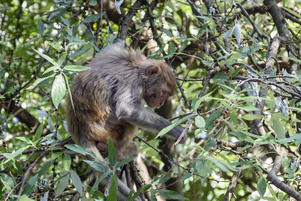 A rhesus macaque feeds on wild Himalayan Rhea fruits in Dharmsala, India, Wednesday, June 3, 2020. (AP Photo/Ashwini Bhatia)