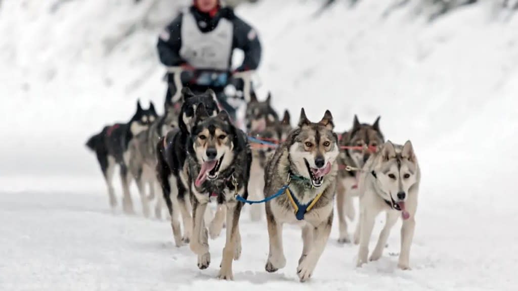 Aviemore Sled Dog Rally