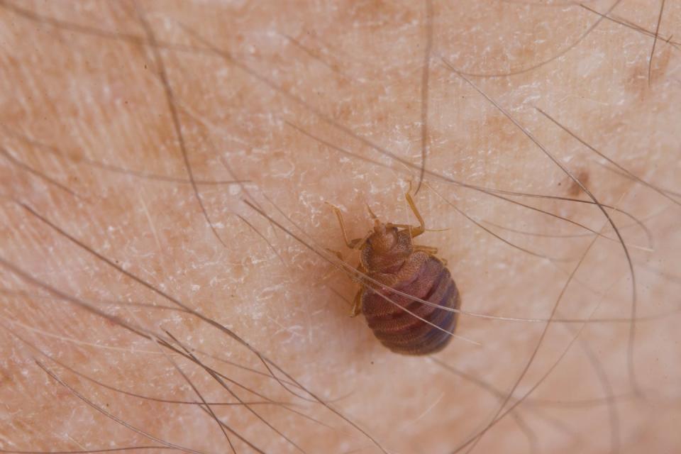 A bed bug extends its beaklike proboscis to feed on human blood. Jerome Goddard