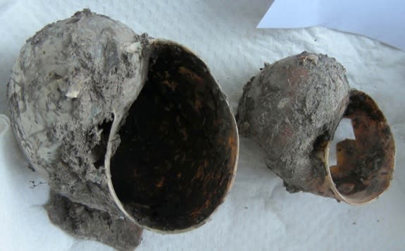 Freshwater snail shells from an archaeological excavation at a forest island in the Bolivian Amazon.