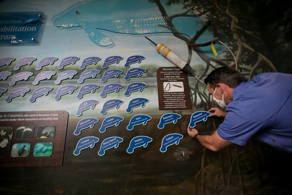 Andy Clarkson, exhibit artist at the Columbus Zoo and Aquarium, adds two more manatees to the list of those rehabilitated and returned to the wild Thursday, November 19, 2020. 