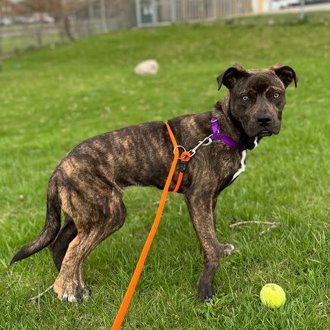 <p>Wisconsin Humane Society</p> Bella the dog poses in a yard at the Wisconsin Humane Society