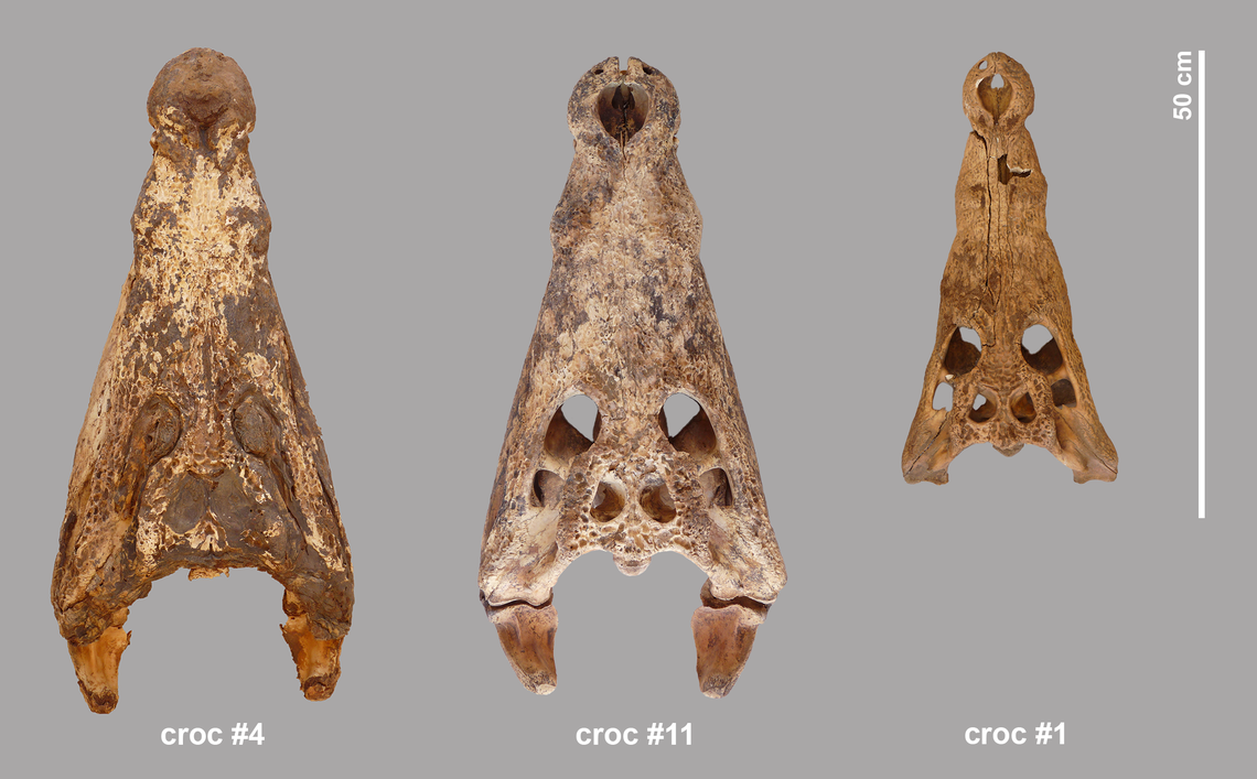 The skulls of crocodiles #4, #11 and #1.