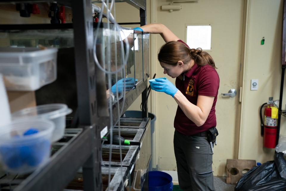 Sherri Reinsch, lead herpetology keeper at the Nashville Zoo in Nashville, Tenn., gives the Eastern Hellbender salamanders under her care a late afternoon feeding of krill and bloodworms Tuesday, Nov. 7, 2023.