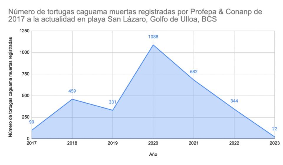 tortuga caguama