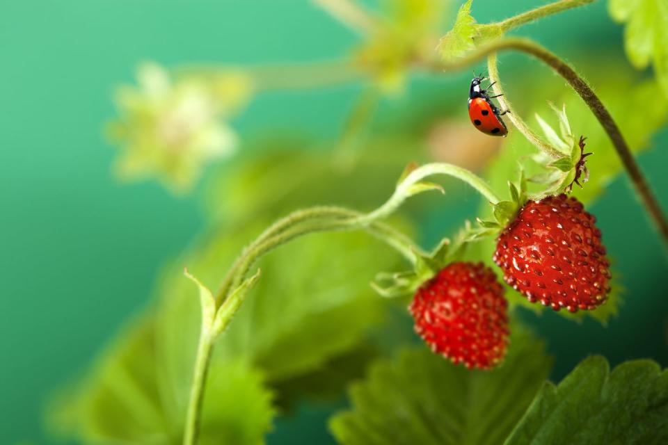 meaning of ladybugs ladybug walking on stem strawberries