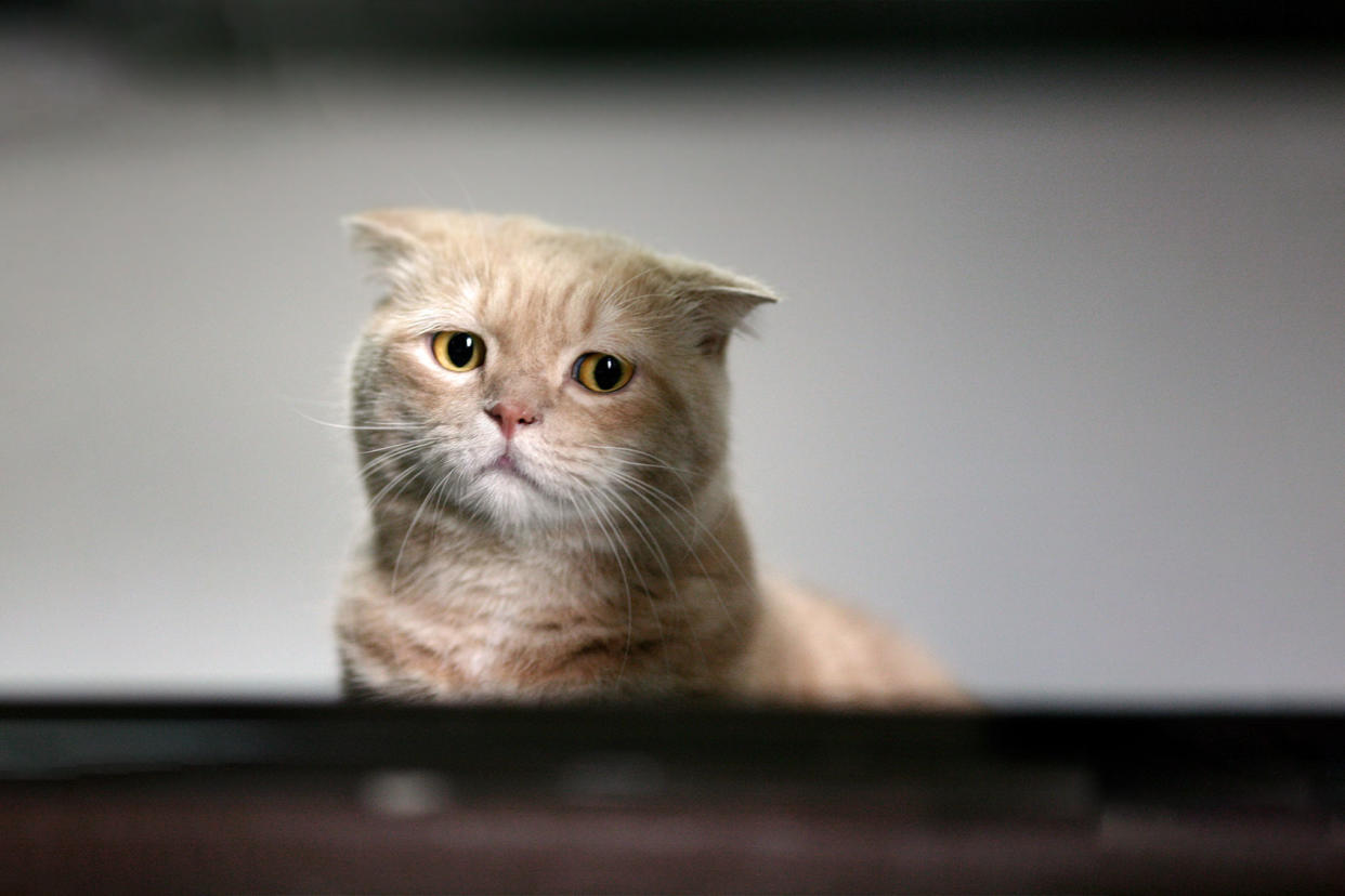 Sad cat Getty Images/LeoCH Studio